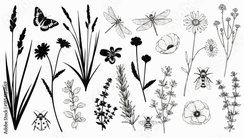 Black and White Illustrations of Flowers and Insects.