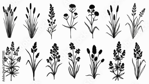 Collection of Various Black Silhouette Plants.