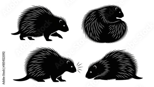 Porcupine Silhouette Vector – Walking, Curled, Confronting, Resting, Spiky Wildlife Illustration