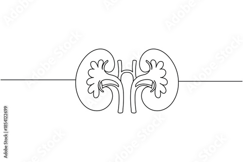 One line drawing of human internal organ kidney urology concept