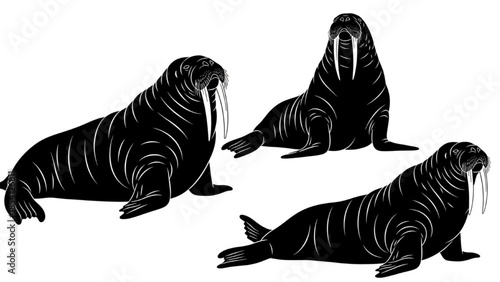Walrus Silhouette Vector – Lying, Sitting, Head Raised, Sliding, Minimal Marine Illustration