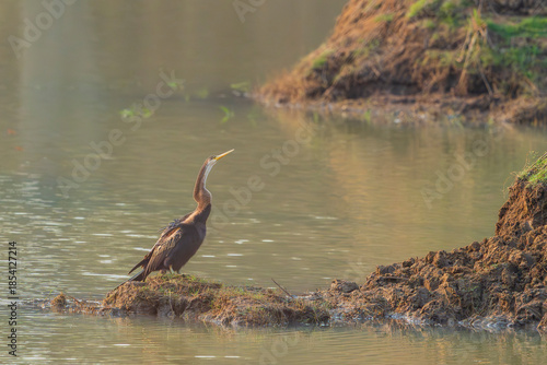 Oriental darter (Anhinga melanogaster)