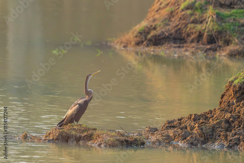Oriental darter (Anhinga melanogaster)