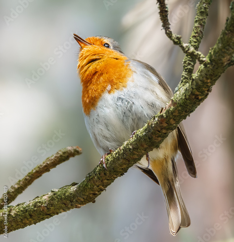Singendes Rotkehlchen auf einem Ast