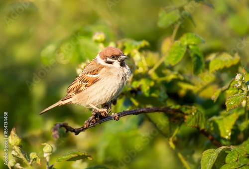 Eurasian tree sparrow perched on tree branch with green leaves
