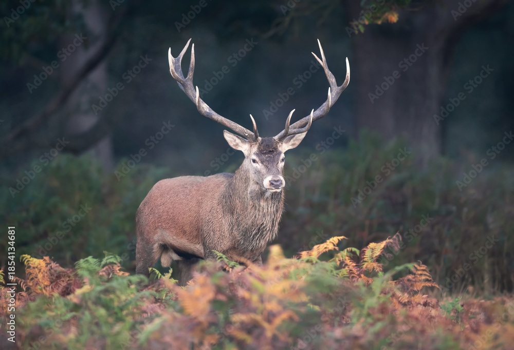 Naklejka premium Red deer stag standing in green ferns in autumn