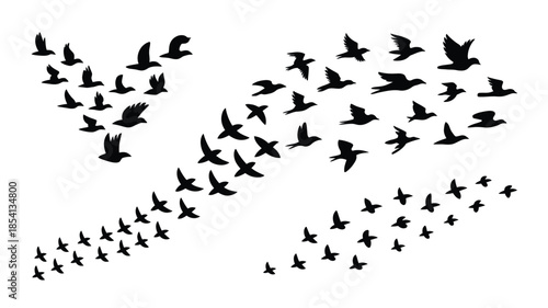 Bird Flock Flying Silhouettes