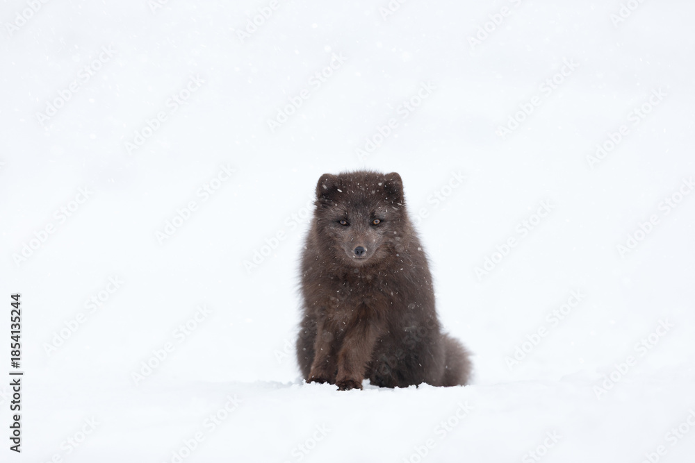 Fototapeta premium Blue morph Arctic fox sitting in a snowy white winter landscape