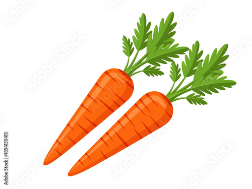 Fresh carrots with green leaves vector illustration on a white background