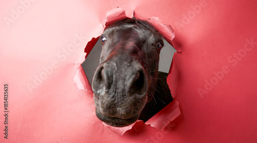 Horse looking through a torn pink paper background, symbol of the year