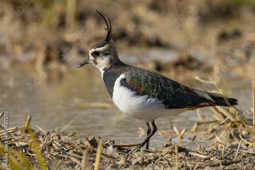 頭の毛が長いタゲリ