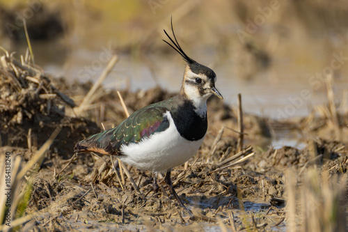 虫を探して泥の中に入るタゲリ