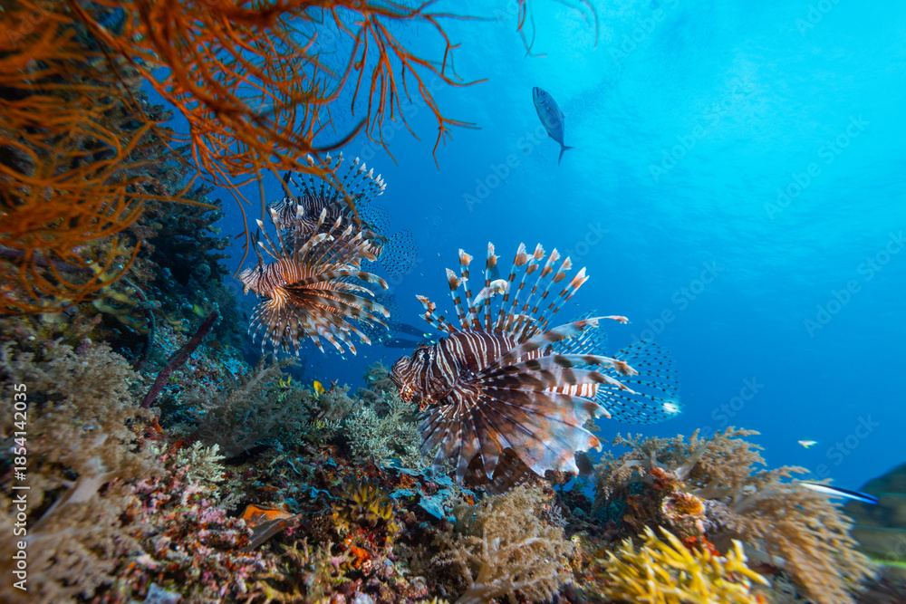 Obraz premium striking lionfish hover above a coral reef with feathery fins and bold striped patterns.