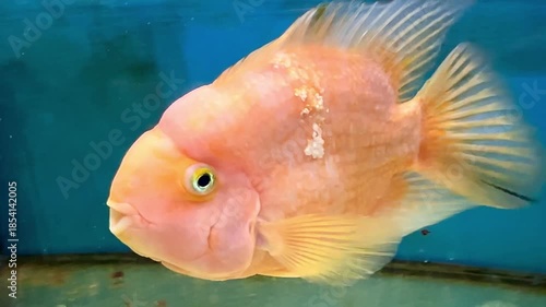 Stunning blood parrot cichlid with vibrant orange and pink scales swims serenely inside an aquarium with a blue background, opening and closing its mouth as it moves gracefully through the water