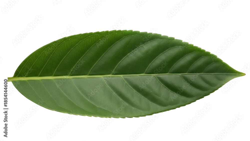 Obraz premium Green loquat leaf PNG isolated on transparent background, vibrant foliage with detailed veins for botanical design and natural elements