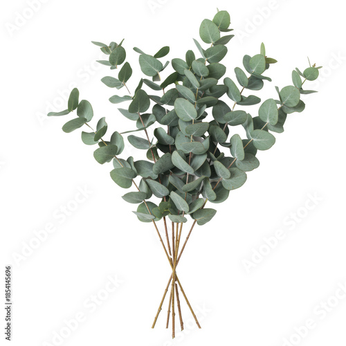 A fresh silver dollar eucalyptus bouquet, distinct silvery-green coin-shaped leaves, delicate stems, bundled, flat lay against a transparent studio background with soft light. Concept of botanical