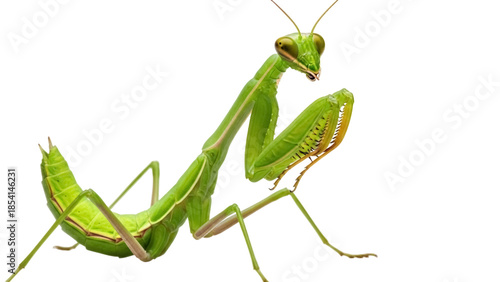 Photography Green praying mantis isolated PNG on transparent background, predatory insect wi