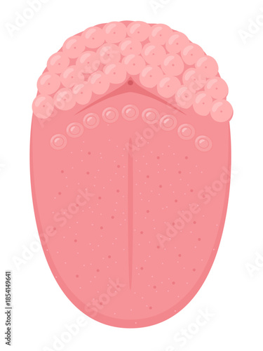 上から見た舌の構造のイラスト_舌体と舌根