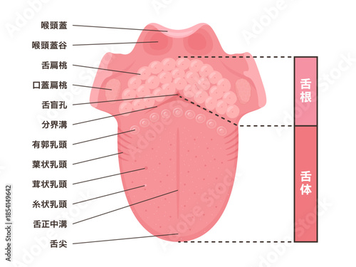上から見た舌の構造のイラスト_名前あり