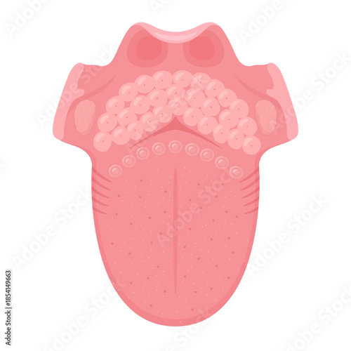 上から見た舌の構造のイラスト_舌体から喉頭蓋まで