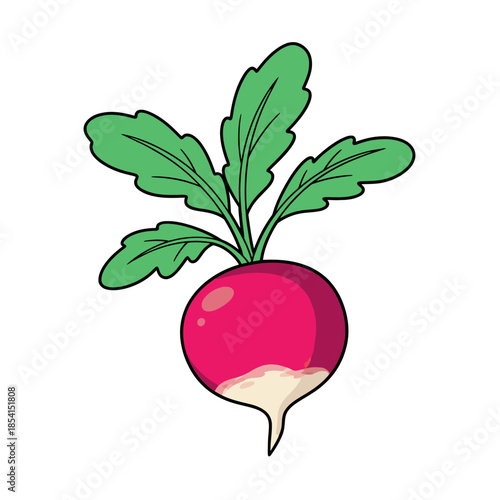 A colorful illustration of a radish with vivid red skin and green leaves, emphasizing its round bulb and long white root.