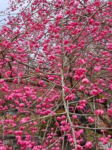 Blüten vom Gewöhnlichen Spindelstrauch (Euonymus europaeus) auch Gewöhnliches Pfaffenhütchen, Bernried, Bayern, Deutschland, Europa
