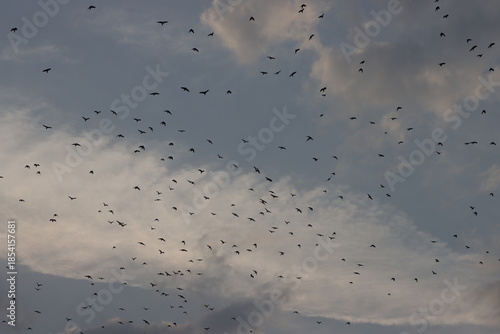 crow birds flying in cloudy sky