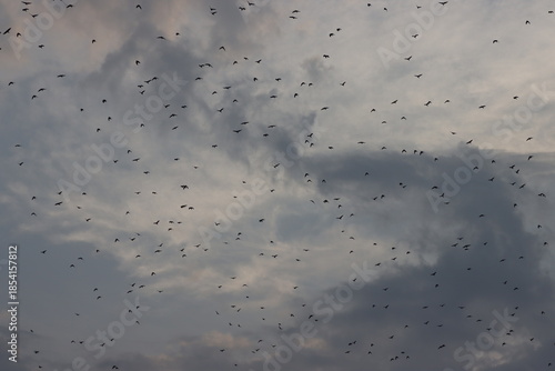 crow birds flying in cloudy sky