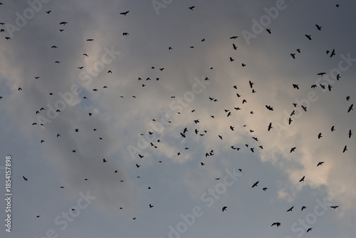 crow birds flying in cloudy sky