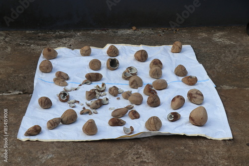 Coconuts peeled from its shell kept for sundry which later will be cold pressed to extract oil and use for cooking and other purposes