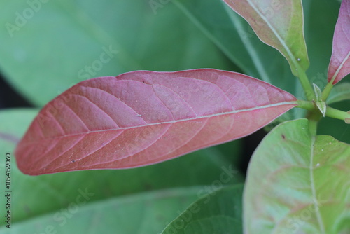 Avocado plant bearing fresh leaves with one different color which is a highlight on the plant