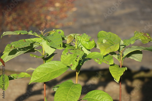 Avocado plant saplings on a growing bag with a view of its leaves exposed to sunlight