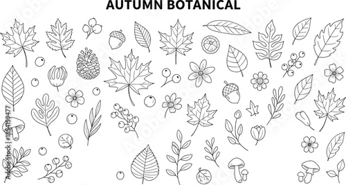 Autumn botanical elements collection, hand-drawn leaves, acorns, mushrooms, pinecones, seasonal nature sketch set, flat vector illustration