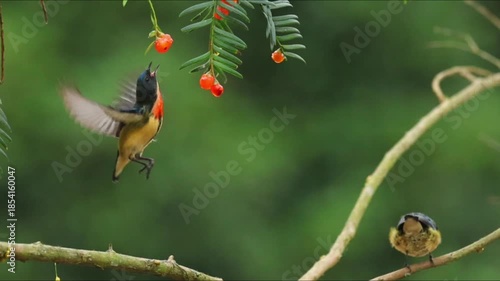 Two Small Tropical Birds Feeding on Red Berries in Forest Branches
