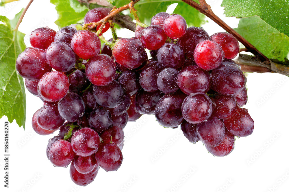 Fototapeta premium Bunch of ripe red grapes on a vine isolated on transparent background. Close-up of ripe red grapes hanging from a vine with green leaves isolated on white background.