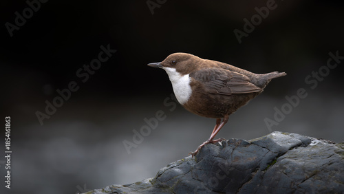 White-throated Dipper (Cinclus cinclus) perched on a mossy rock in a fast-flowing river. Description: A beautiful wildlife shot of a European Dipper standing on a wet stone in its natural mountain str