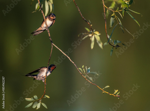 Two barn swallows sit on tree branches on a summer day by a pond