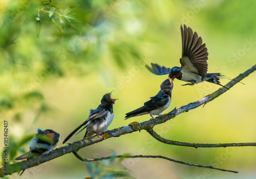 A barn swallow flies with insects in its beak to feed its chicks perched on a...