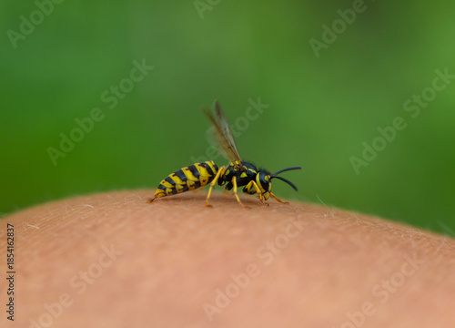 photo close-up of a striped dangerous insect hornet painfully injects a sting...