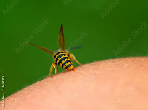 close-up of a striped dangerous insect wasp stings a person in the skin of hi...