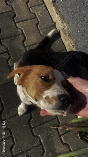 POV Man Petting Cute Beagle Dog Head Outdoors, Happy Puppy Enjoying Affection, Authentic Human-Animal Bond, Loyal Companion, Pet Care and Friendship, Dog Lover Concept, Vertical Video 9:16