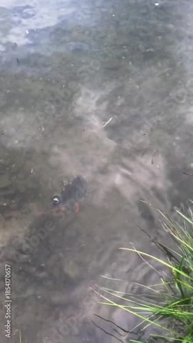 Fisherman hand releasing a European Perch Perca fluviatilis back into the river water, catch and release ethical fishing concept, close-up of a fish swimming away in murky water, POV shot lifestyle