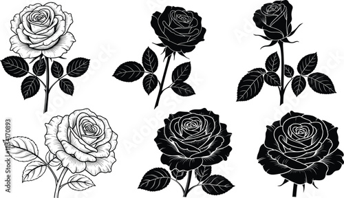 Detailed rose flower vector set with elegant blooming blossoms in vintage hand drawn engraving and black silhouette styles