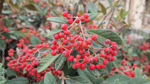 In December, berries of the late cotoneaster or milkflower cotoneaster (Cotoneaster coriaceus, syn. Cotoneaster lacteus),flowering plant in the family Rosaceae, native to Tibet and south-central China