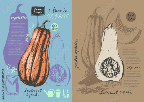 Hand drawn ink butternut squash vegetable sketches set. Food drawings for labels and packaging.
