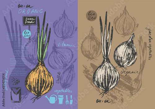 Hand drawn ink onion vegetable sketches set. Food drawings for labels and packaging.