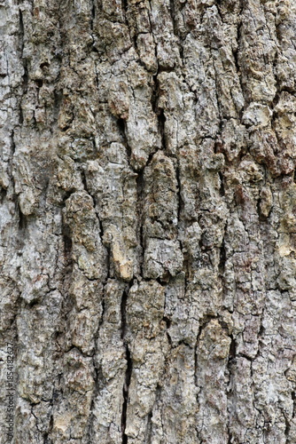 Structure naturelle de l’écorce d’arbre marquée par le temps et les saisons