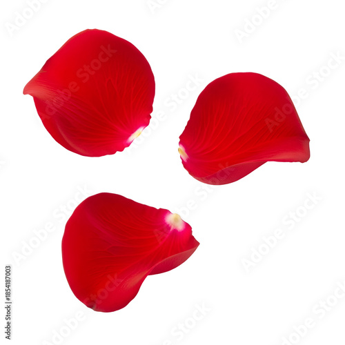 Beautiful red rose petals isolated on white background