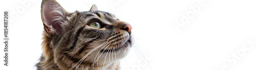 Fototapeta samoprzylepna portrait majestic feline gazing upwards stark white backdrop showcasing intricate whiskers fluffy fur texture