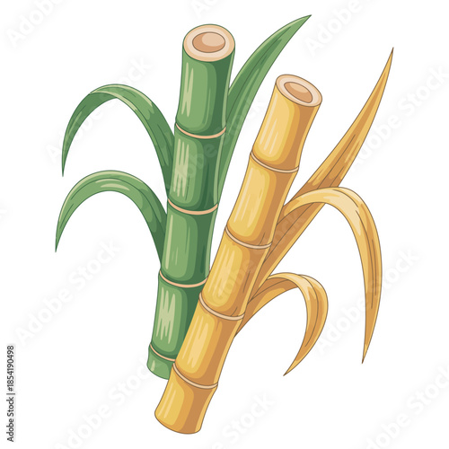 Illustration showing top ranked sugarcane crop quality, isolated on white background, ideal for branding, packaging label design, and processed sugarcane product presentation.